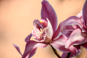 Orchidea_flower