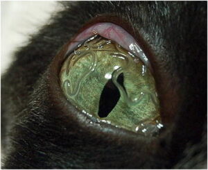 Thelazia cat eye
