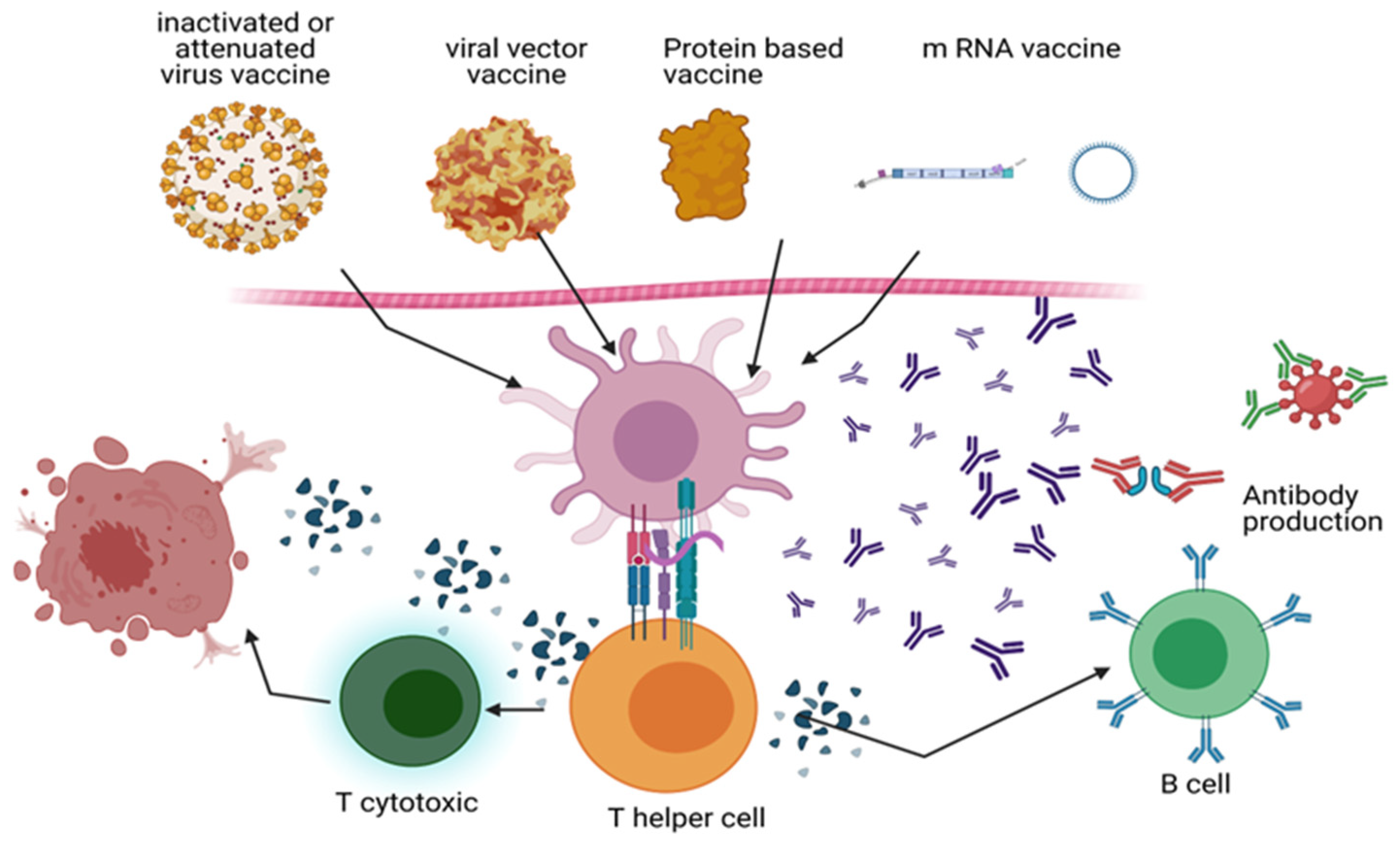 Reazioni avverse da vaccinazione Covid-19 in ambito neuropsichiatrico: comprenderne i meccanismi