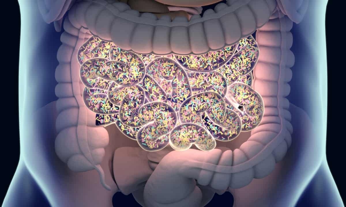 Microbiota intestinale